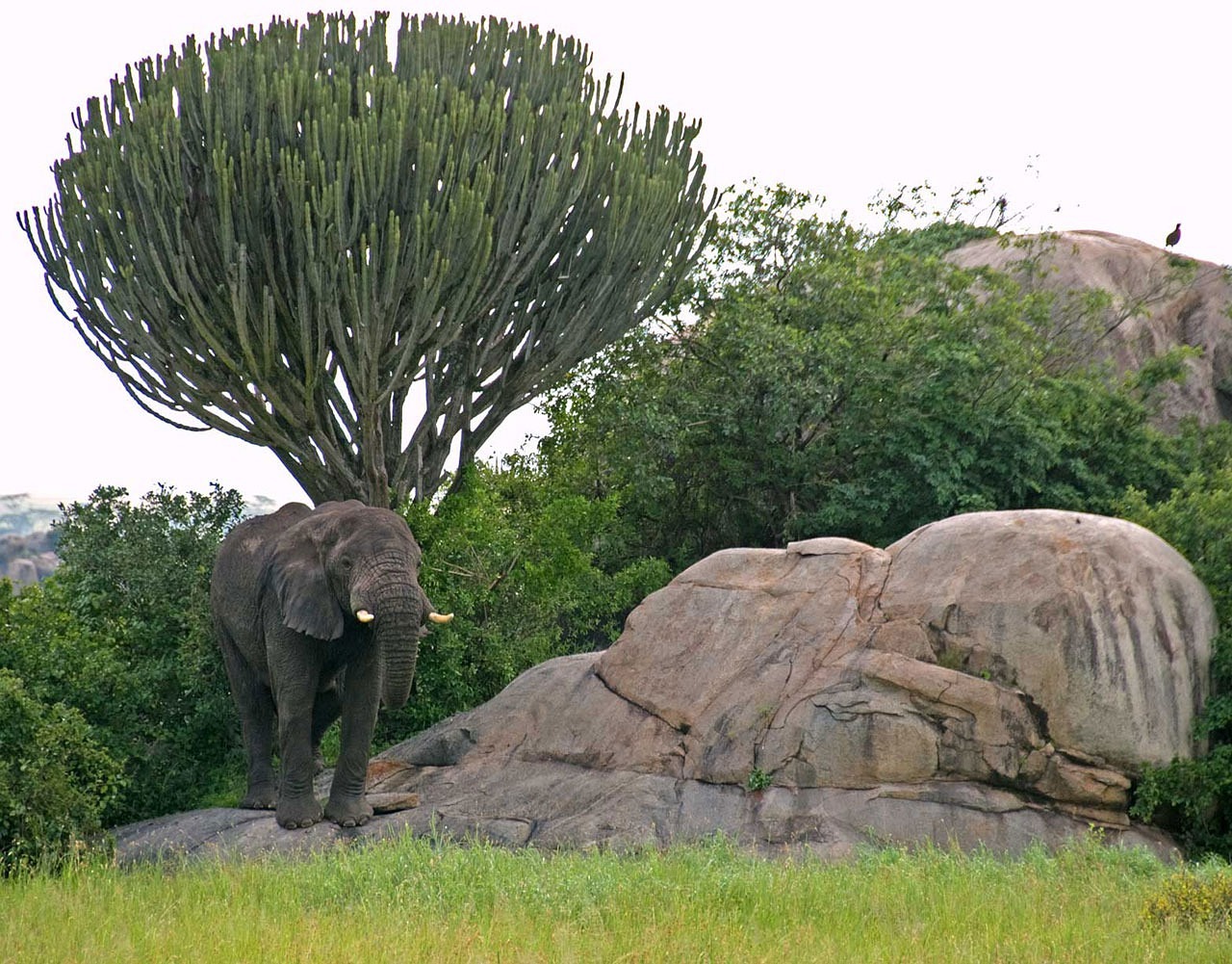 safari sur mesure tanzanie