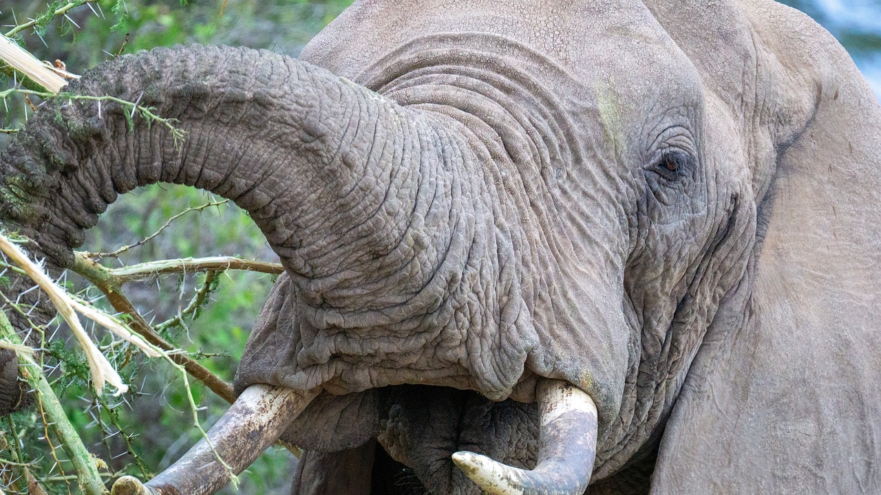 safari tanzanie avis
