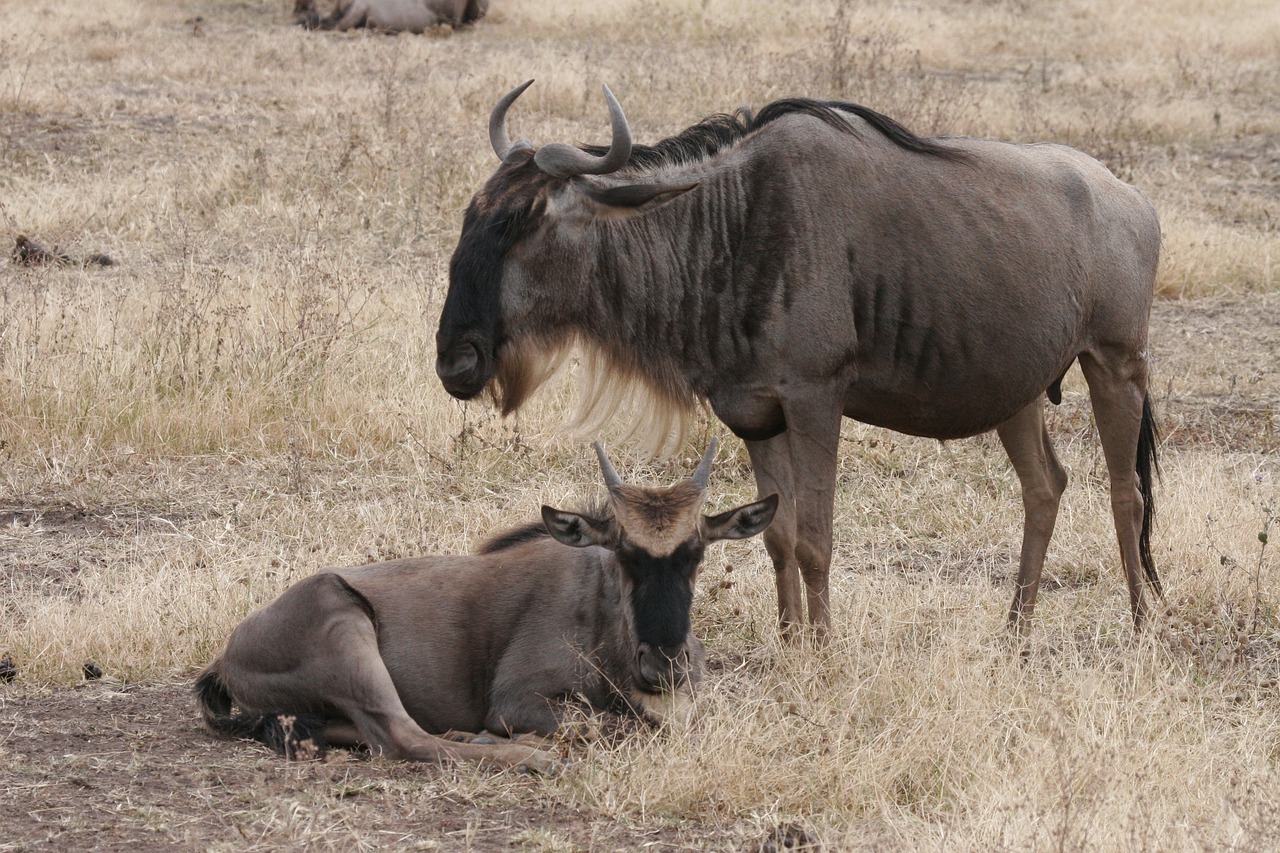 safari tanzanie et zanzibar