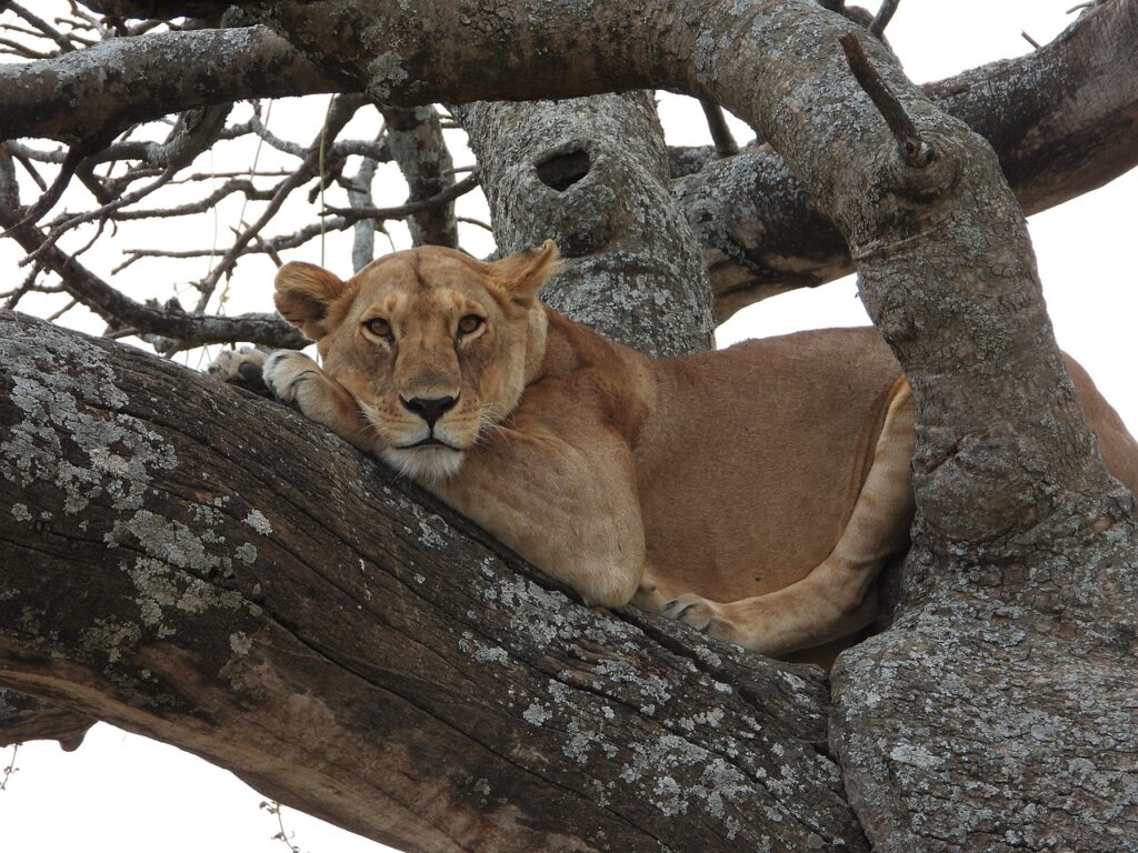 Safari tanzanie meilleure periode | Safari Radar