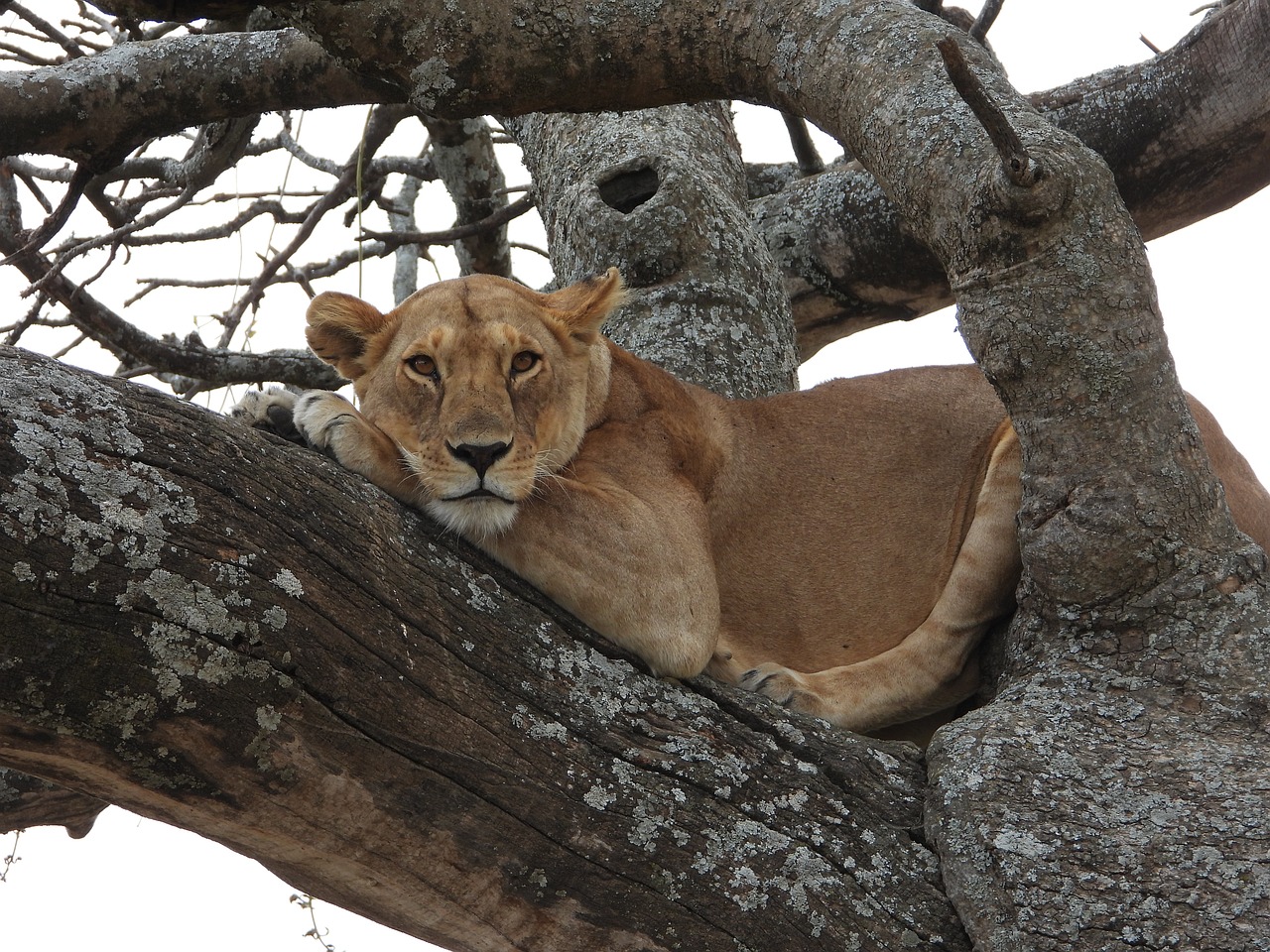 safari tanzanie meilleure periode