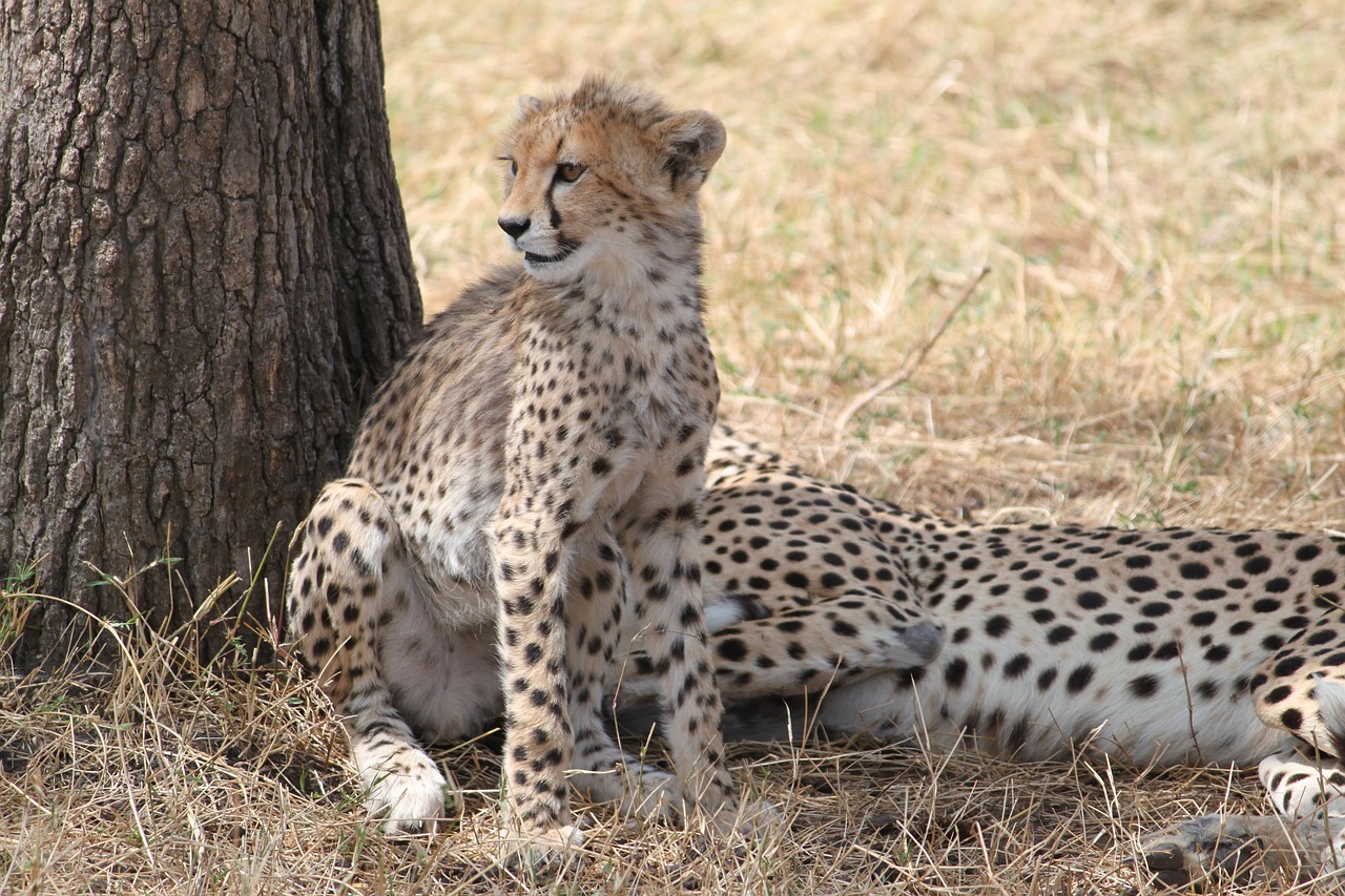 meilleure periode pour safari en tanzanie