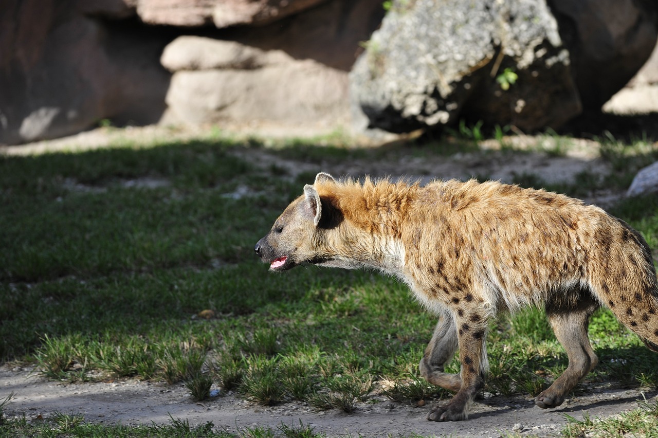 safari tanzanie sur mesure