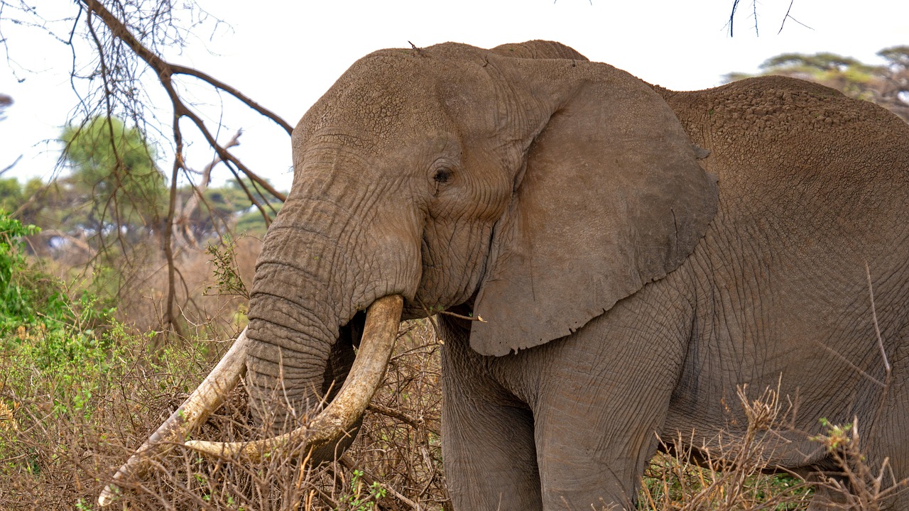 safari tanzanie tout compris