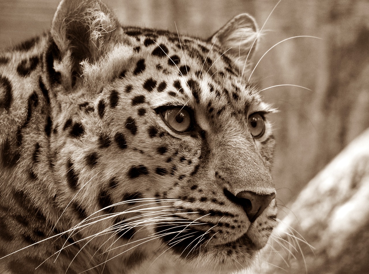 safari tanzanie zanzibar 10 jours