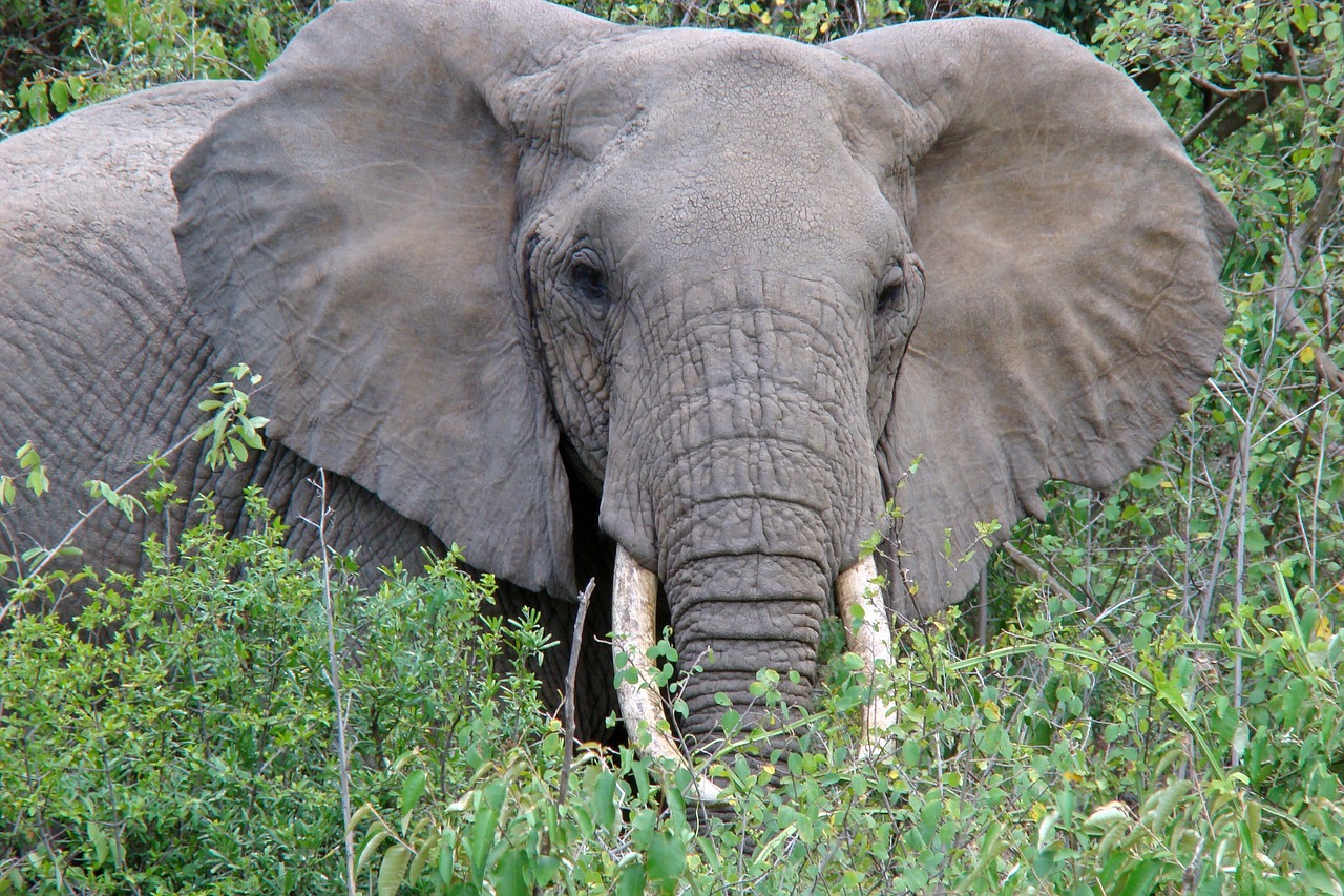 safari tanzanie zanzibar 12 jours