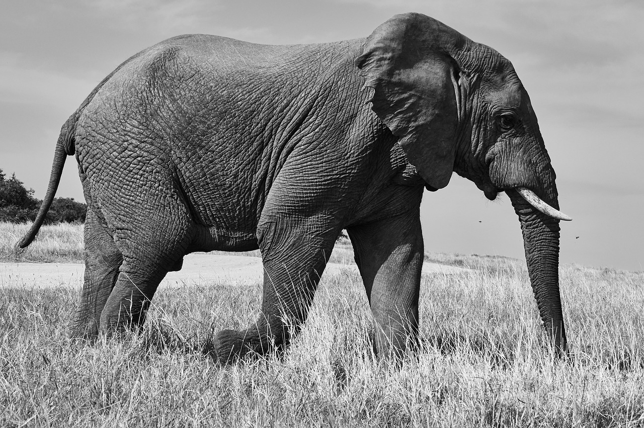 safari tanzanie zanzibar