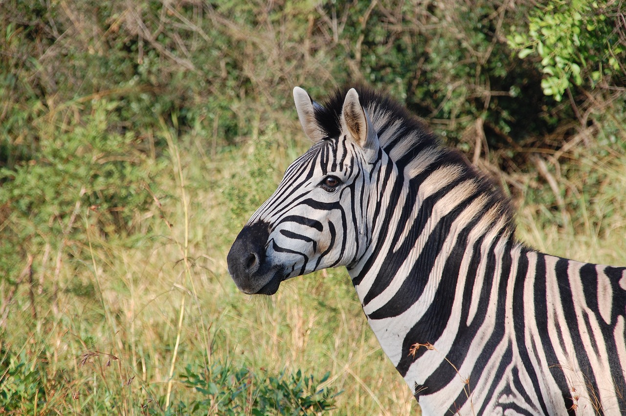 safari thoiry