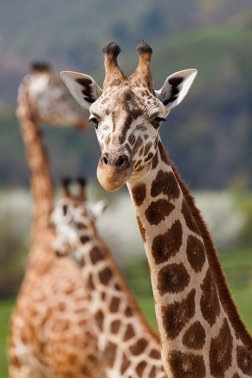 safari zoo