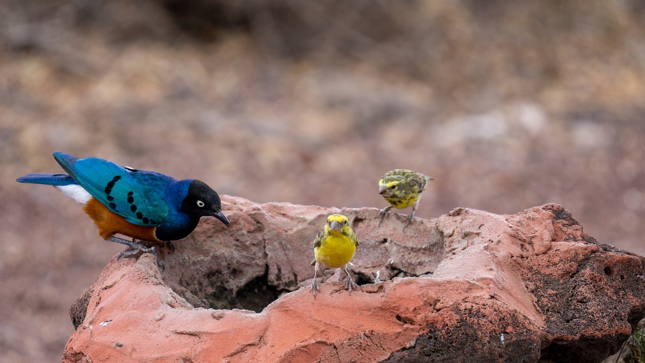 safaris tanzanie
