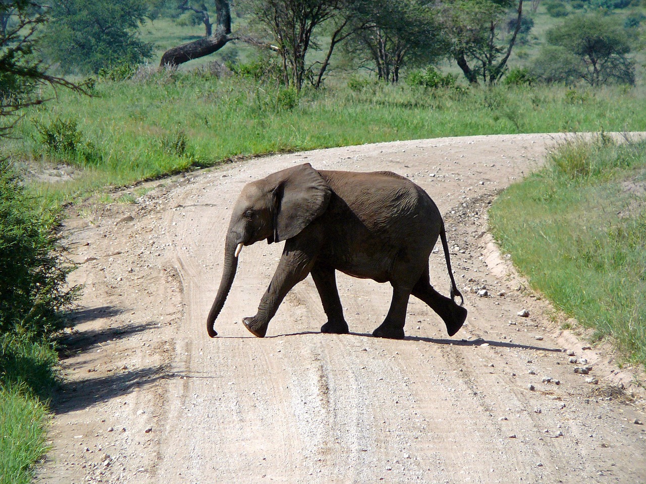 sejour safari tanzanie