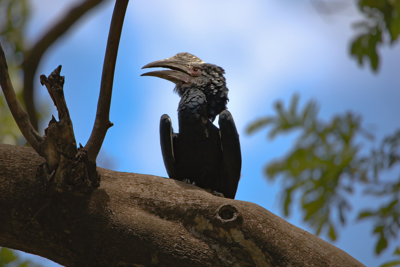 sejour tanzanie safari