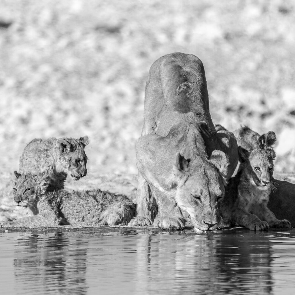 Serengeti tanzanie | Safari Radar