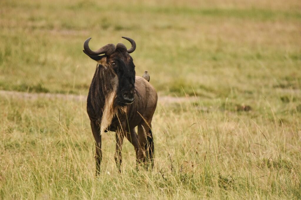 Tanzanie ou kenya | Safari Radar