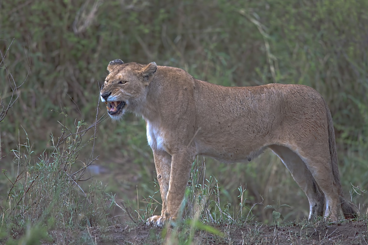 tanzanie pays dangereux