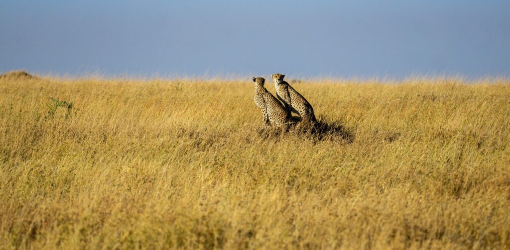 Tanzanie safari | Safari Radar