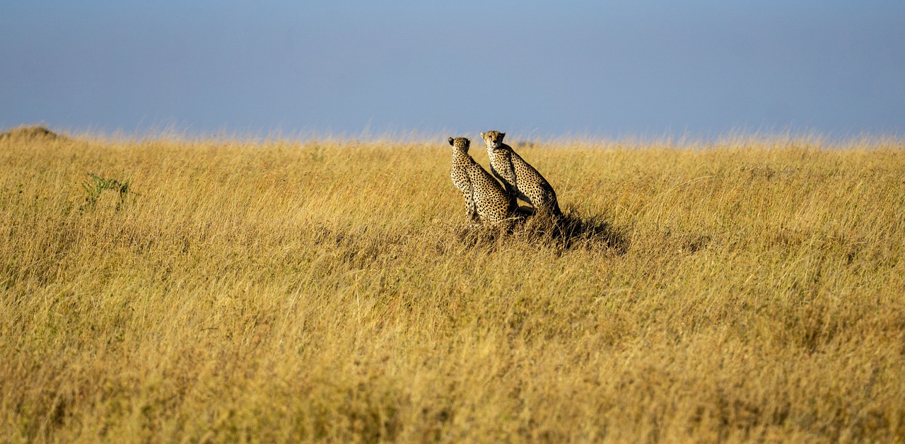 tanzanie safari