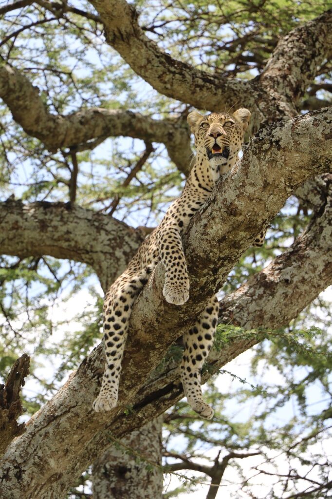Tanzanie safari serengeti | Safari Radar