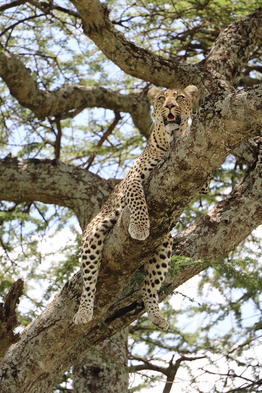 tanzanie safari serengeti