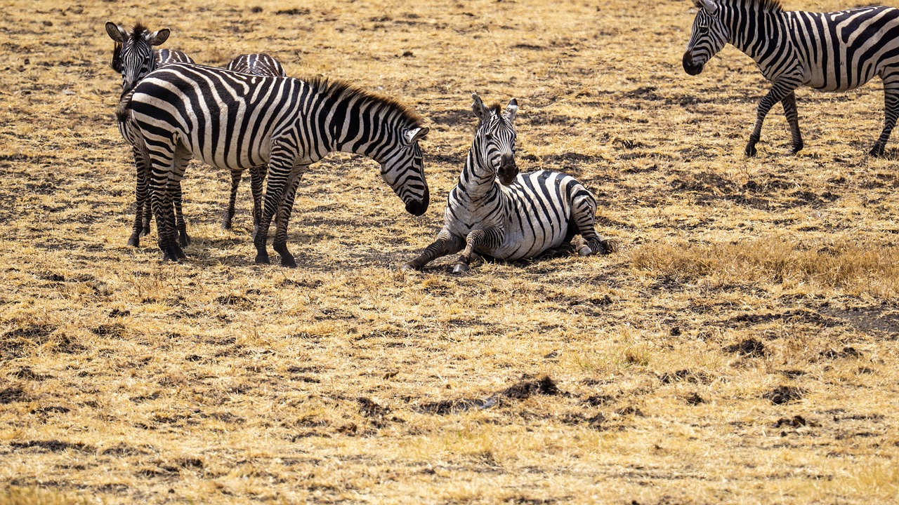 tarif safari tanzanie