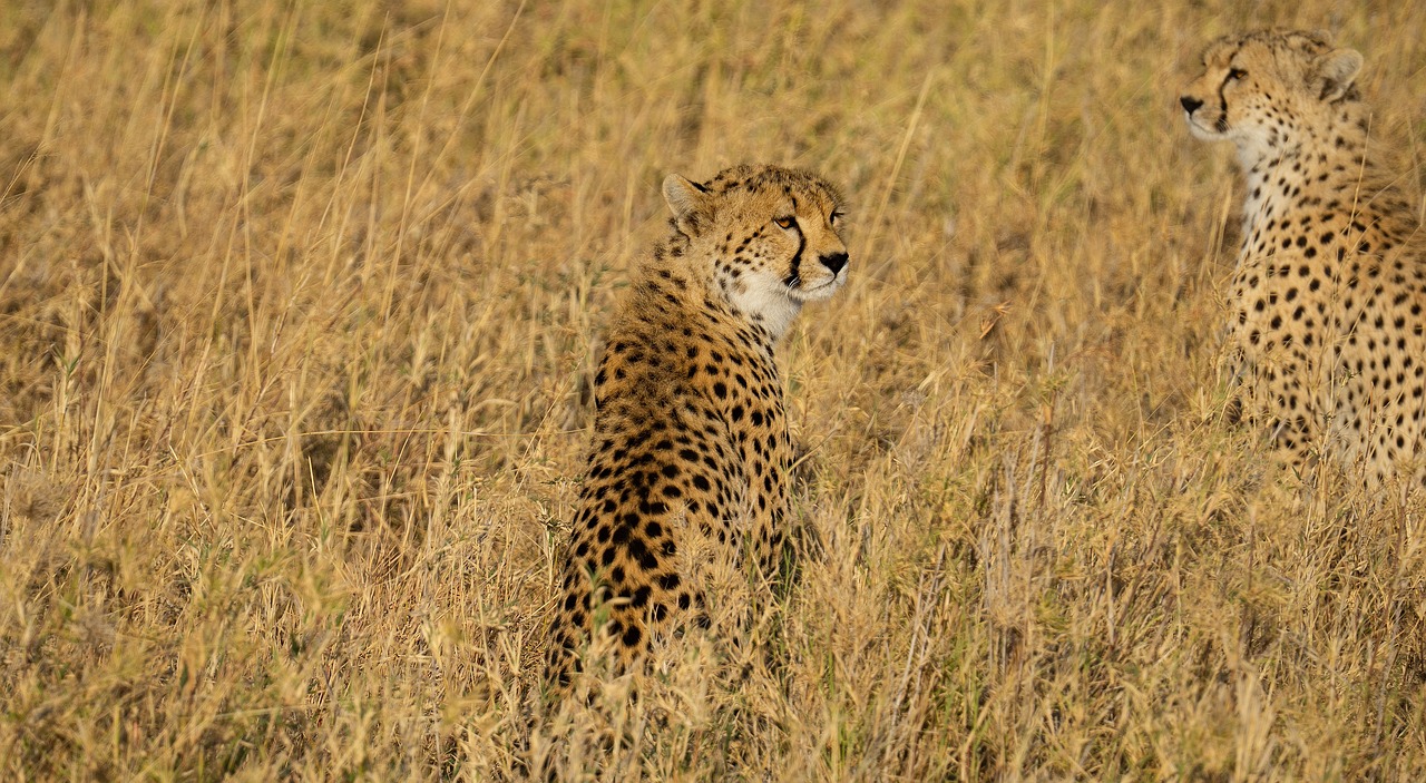 tenue safari tanzanie