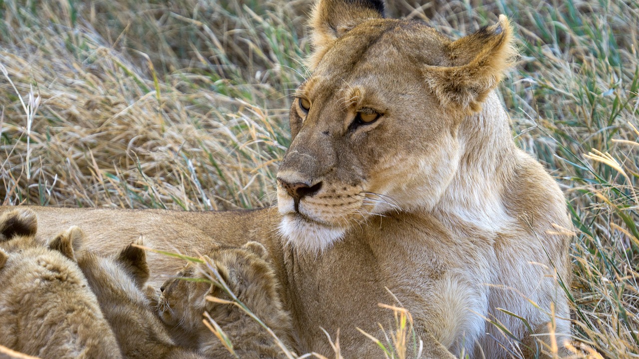 video safari tanzanie