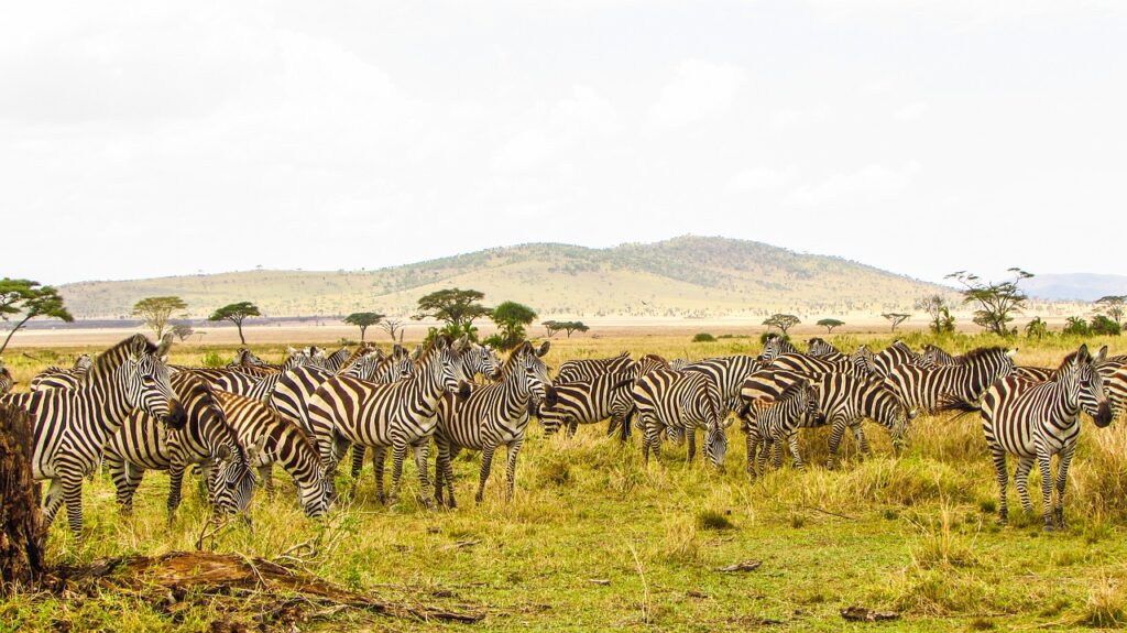 Visa pour la tanzanie | Safari Radar