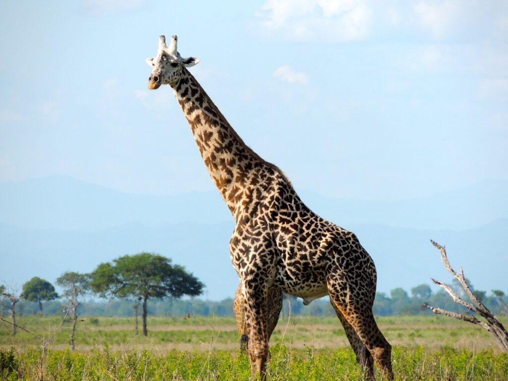 Volcan tanzanie | Safari Radar