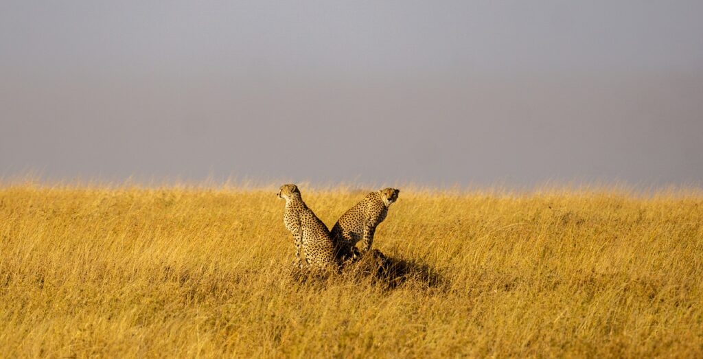 Voyage safari tanzanie et zanzibar | Safari Radar