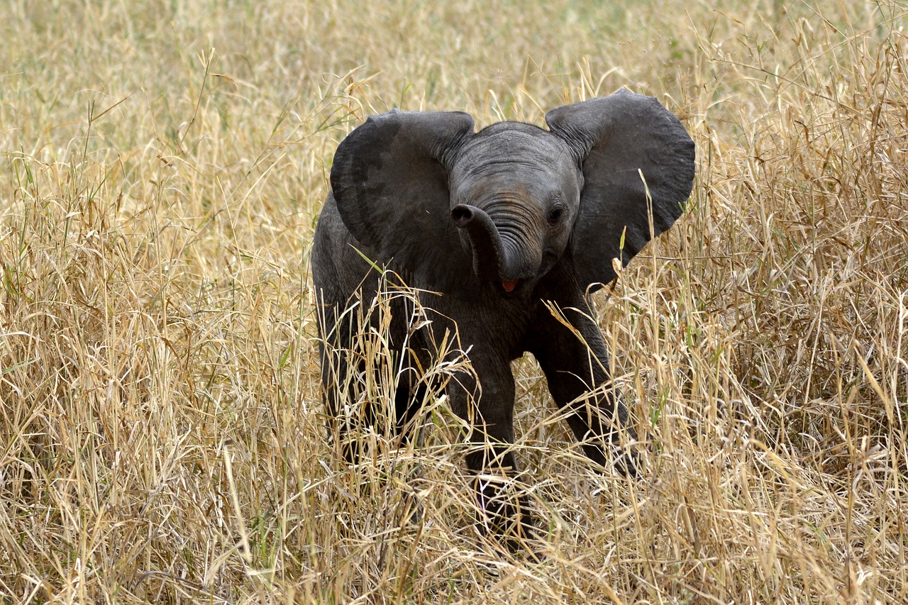 voyager en tanzanie