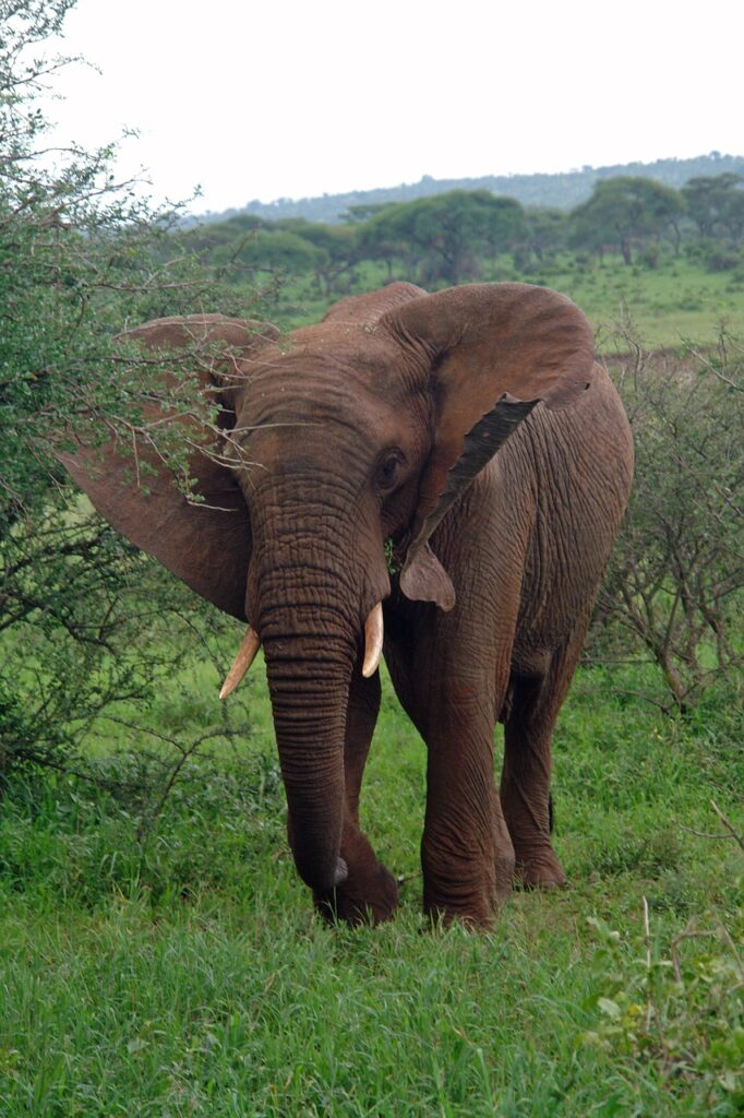 Voyages tanzanie zanzibar | Safari Radar