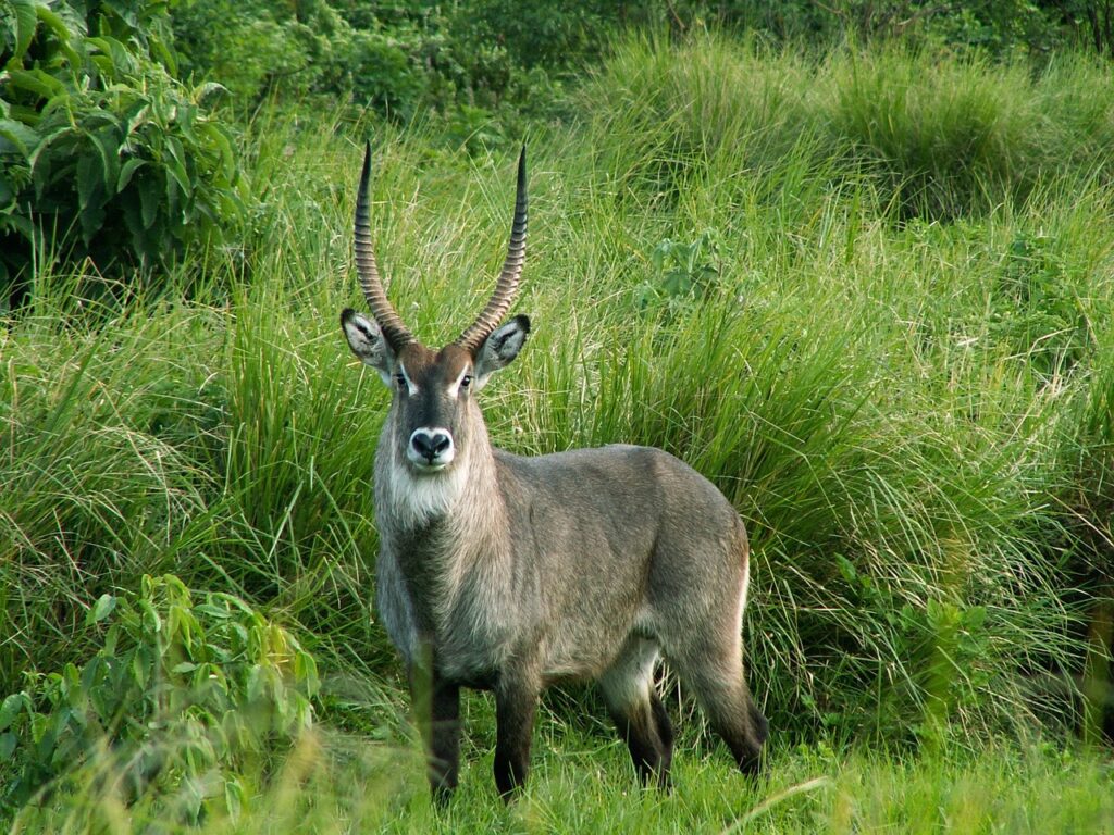 Zanzibar tanzanie safari | Safari Radar