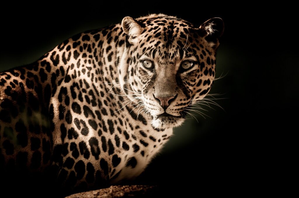 Zoo african safari | Safari Radar