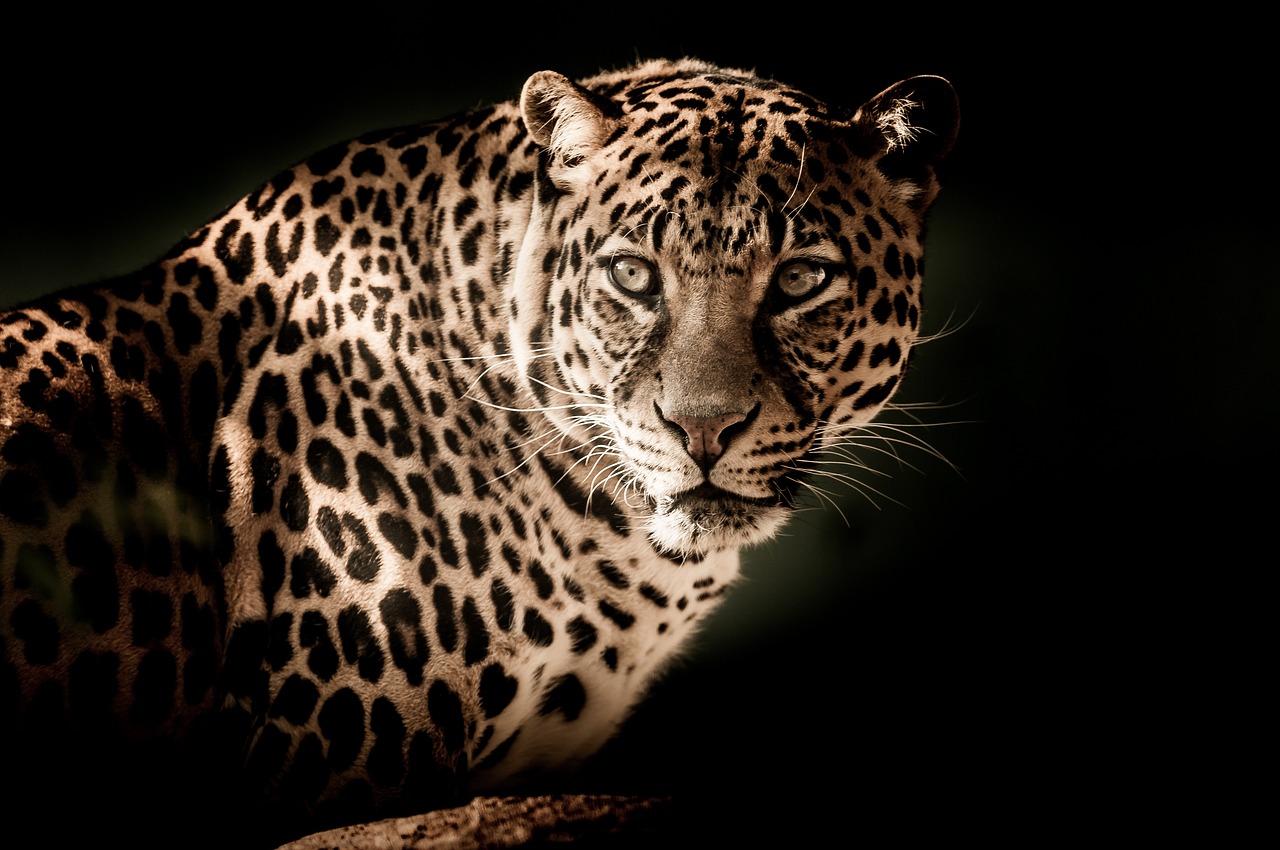 Zoo african safari
