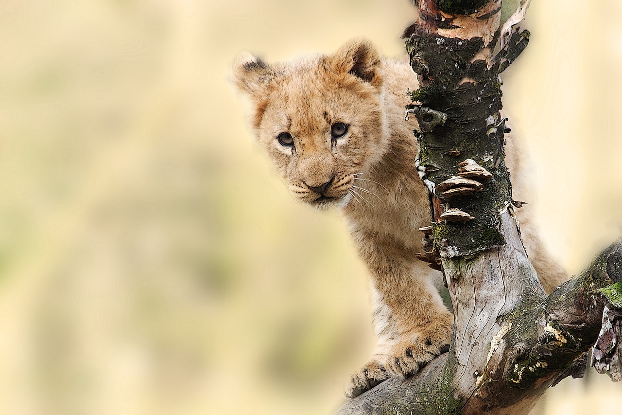 Zoo safari de thoiry