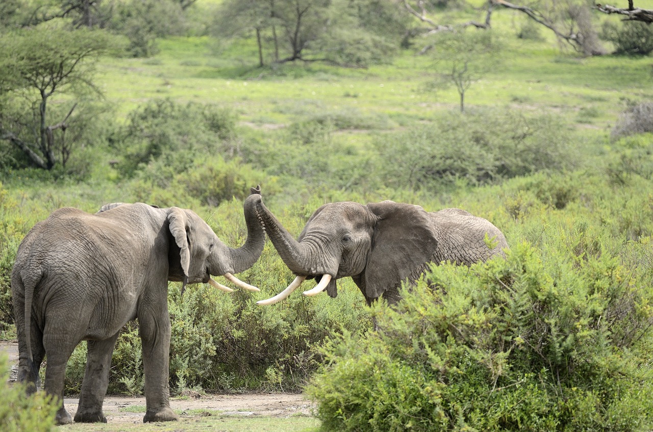 afrique du sud safari