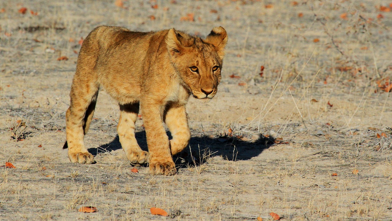 anniversaire safari 1 an