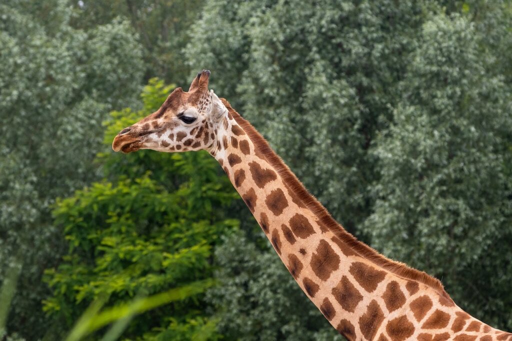 Dunk safari | Safari Radar