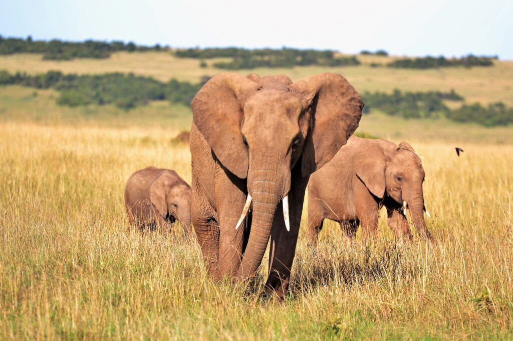 Le safari etrechy | Safari Radar
