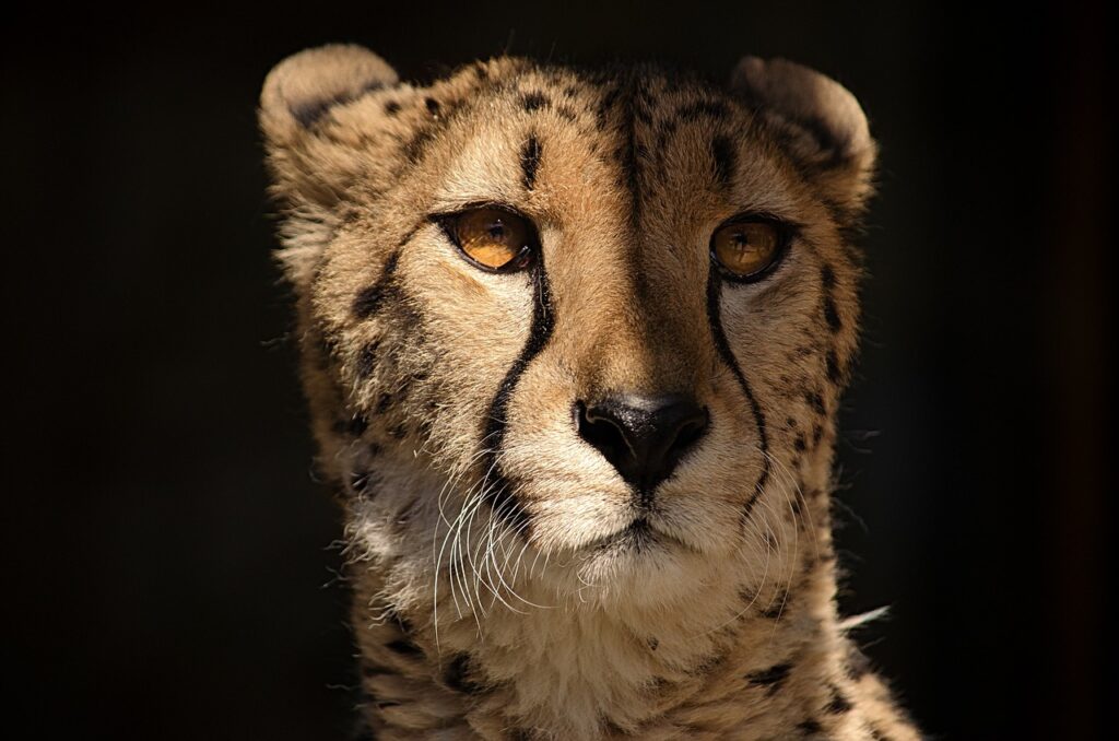 Melting pot safari | Safari Radar