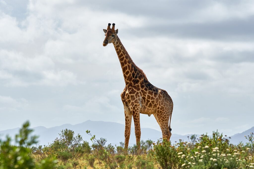 Myrtle beach safari | Safari Radar