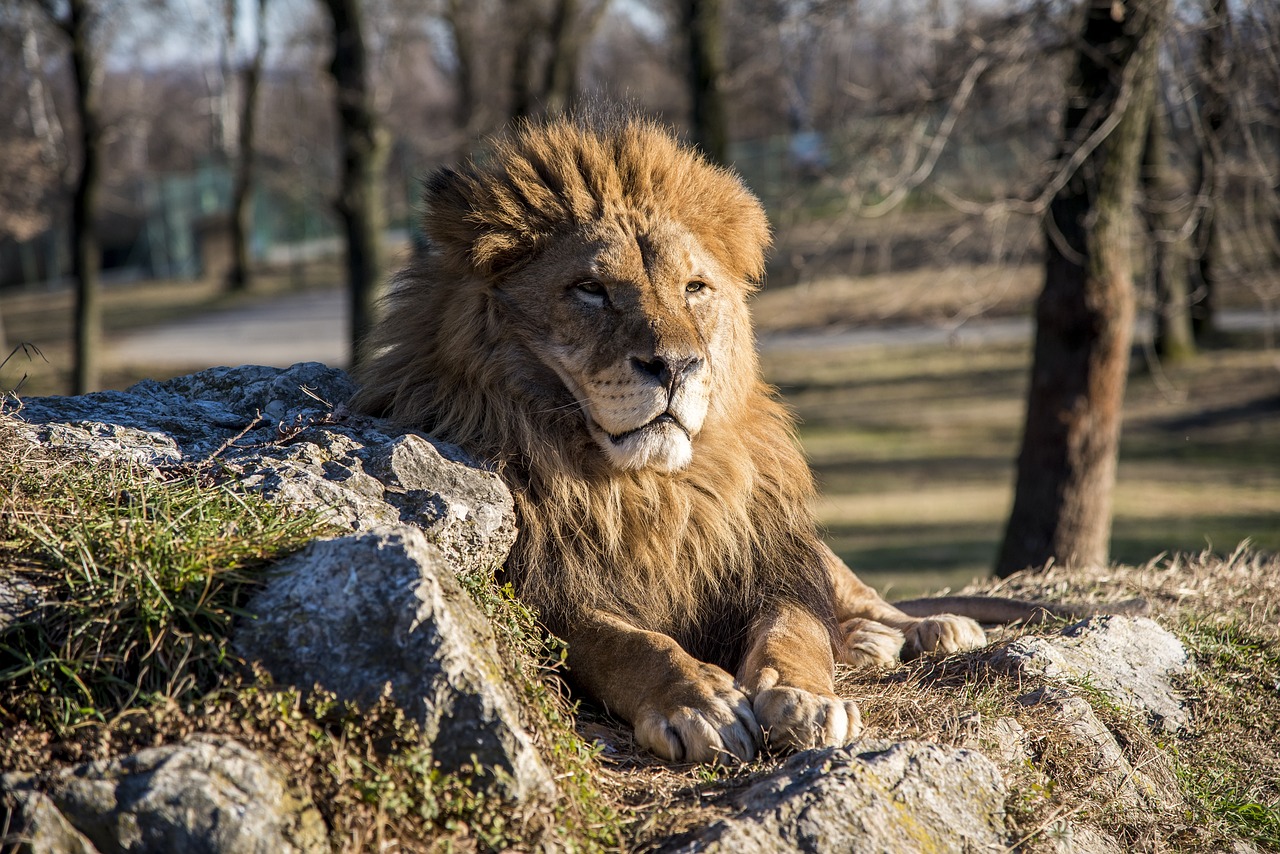namibie safari