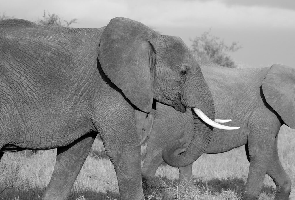 Ou faire un safari | Safari Radar