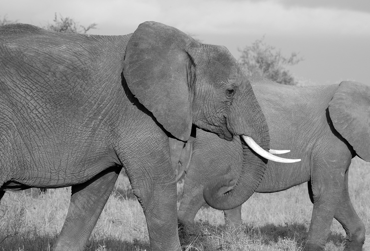 ou faire un safari