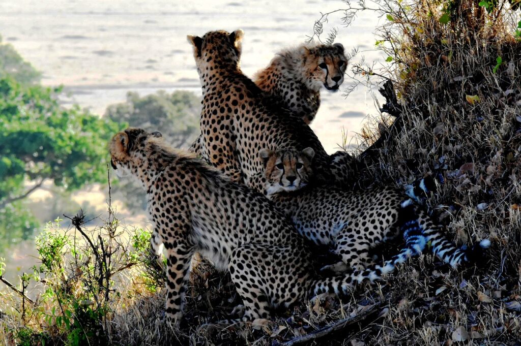 Quel parc faire en tanzanie | Safari Radar