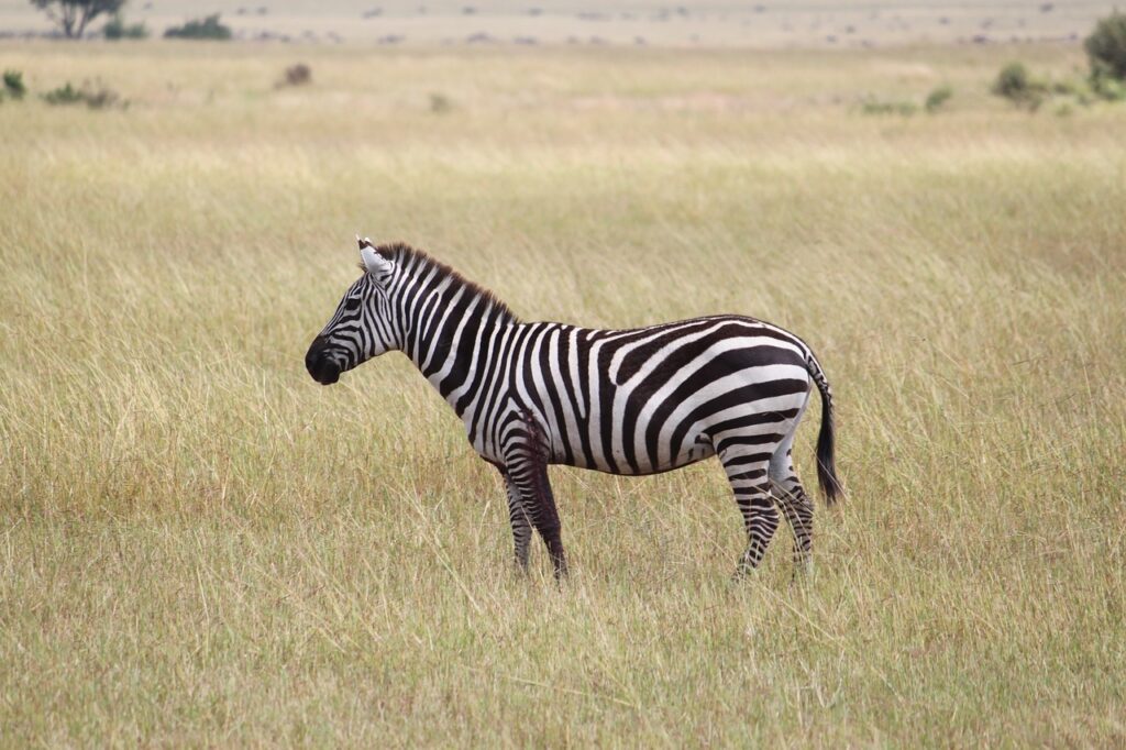 Quel type de prise en tanzanie | Safari Radar