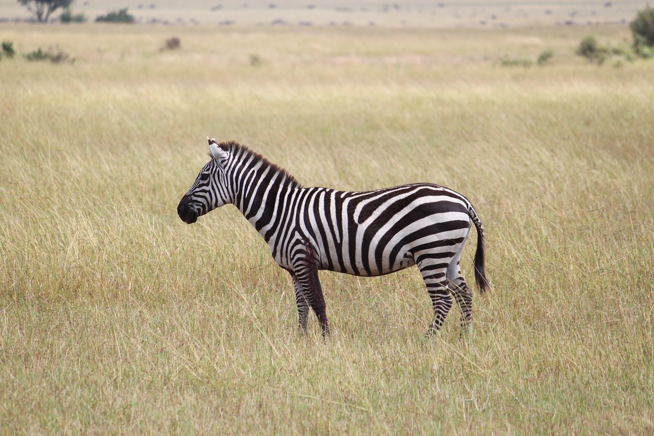 Quel type de prise en tanzanie
