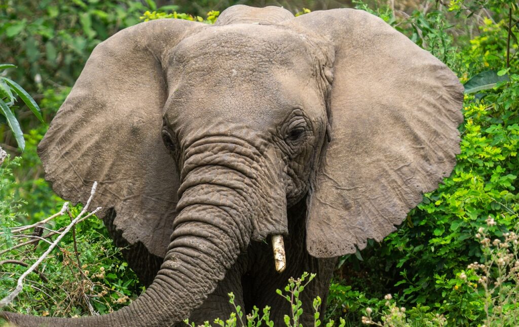 Quelle est la meilleure période pour partir en tanzanie | Safari Radar