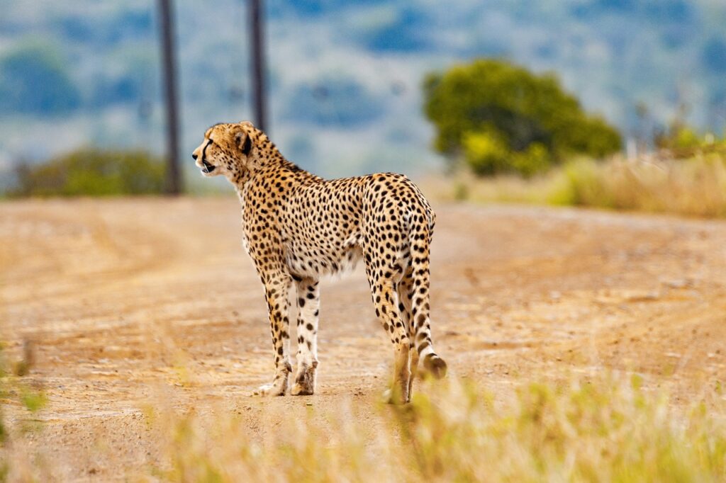 Safar el amir | Safari Radar