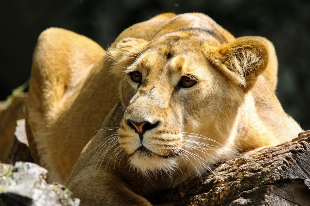 Safari au kenya | Safari Radar